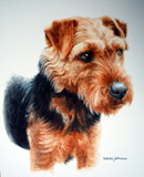 Dog Portrait by Debbi Johnson