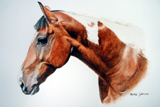 Horse Portrait by Debbi Johnson
