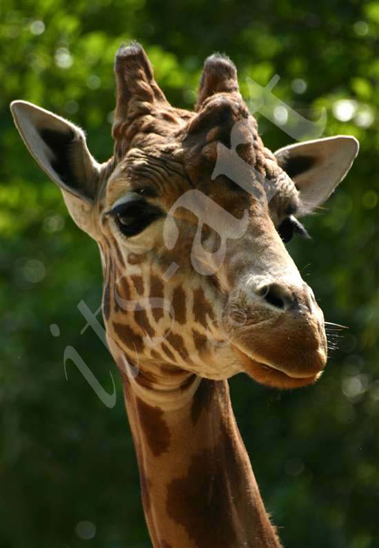 Giraffe Photo